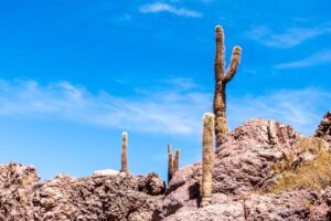 Cañón de Guatín y Valle de los Cactus