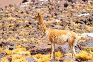 La Vida Silvestre del Atacama