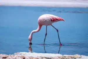 Observación de Flamencos en la Laguna Chaxa