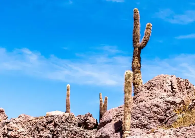 Cânion de Guatín e Valle de Cactus