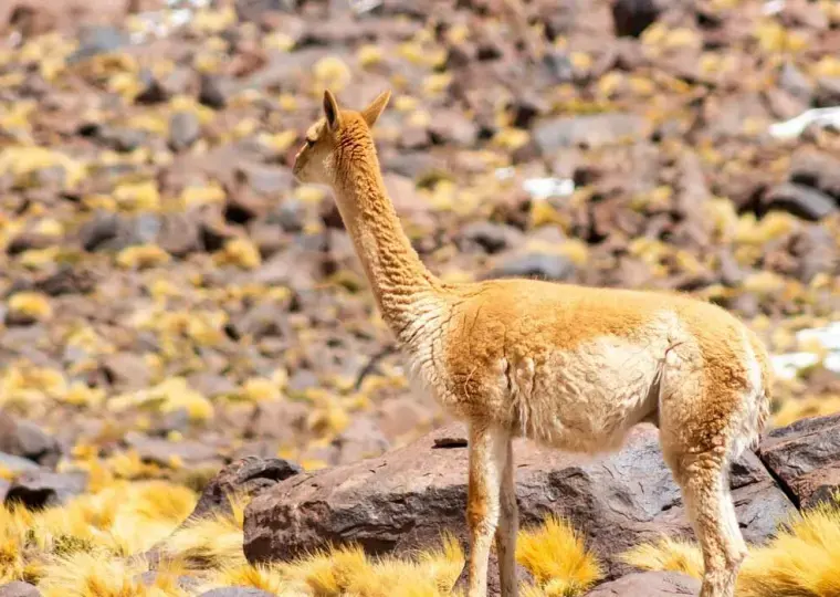 A Vida Selvagem do Atacama