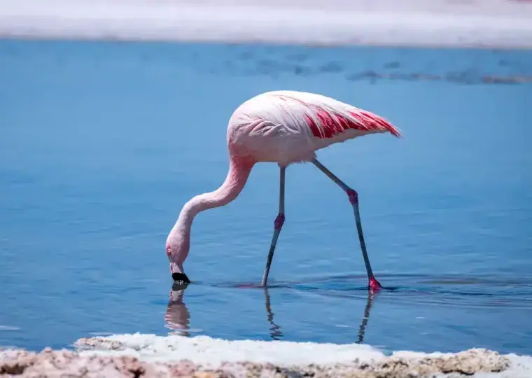 Observação de Flamingos na Laguna Chaxa